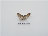 藏品(尺蛾517)的圖片